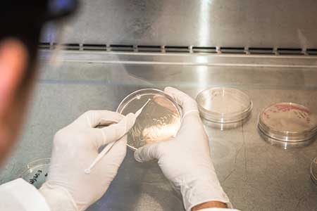 Closeup of petri dish